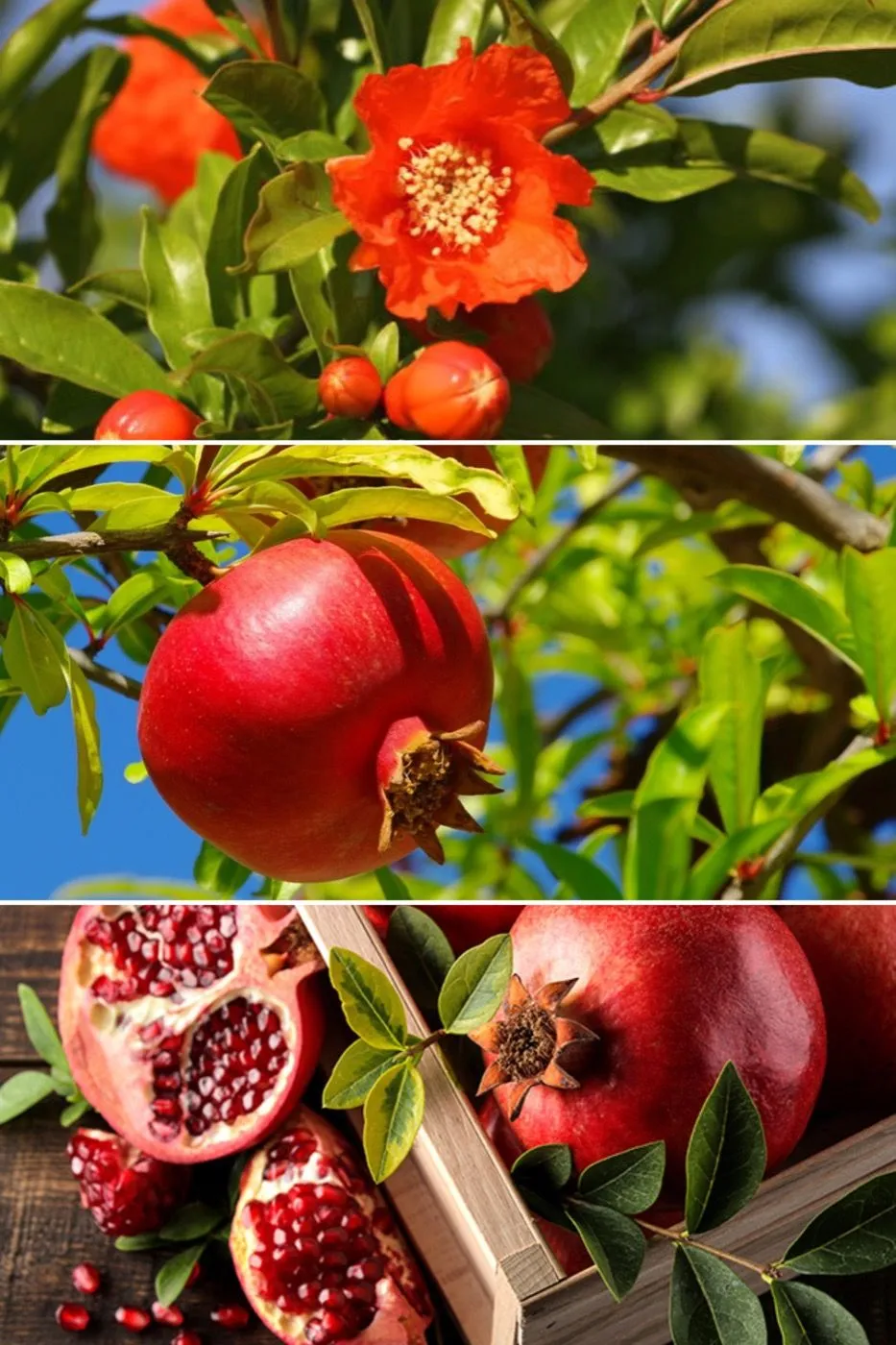 Pomegranate flower, fruit on the tree and a cut pomegranate