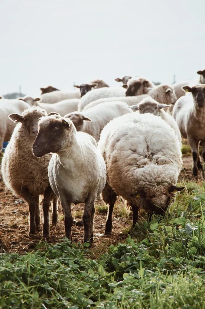 Sheep in a pen