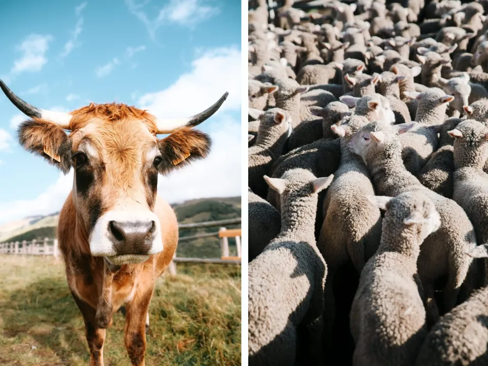 Livestock