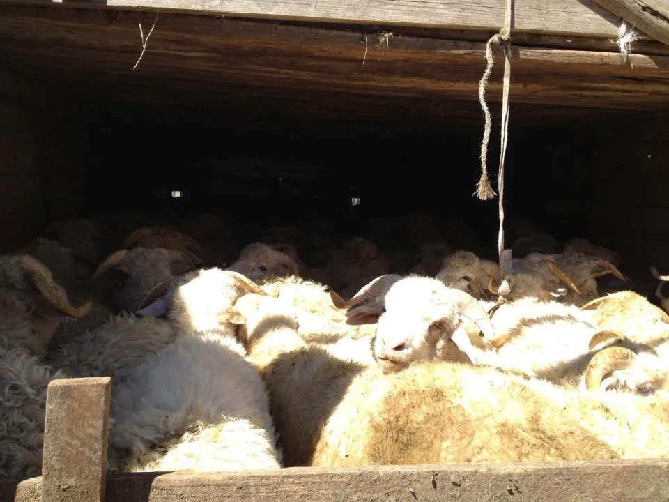 Sheep11