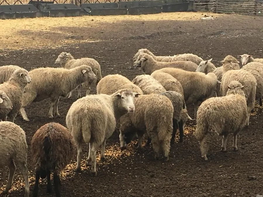 Sheep3