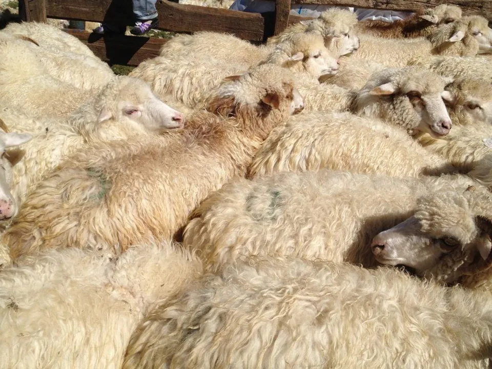Sheep13