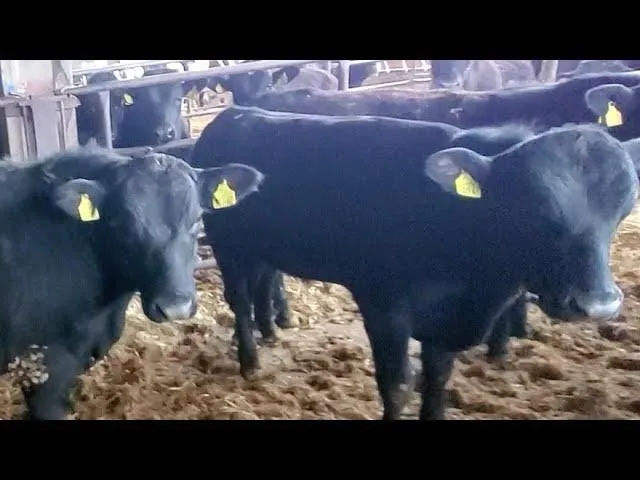 Cow9