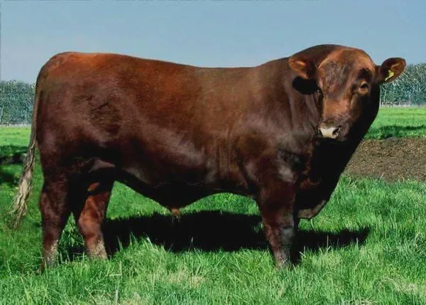 Cow7