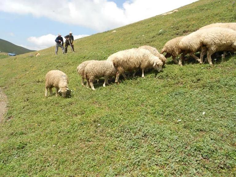 Sheep7