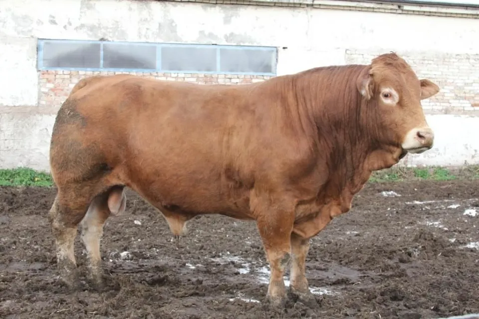Cow8