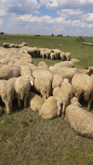 Sheep14