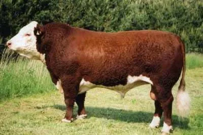 Cow1