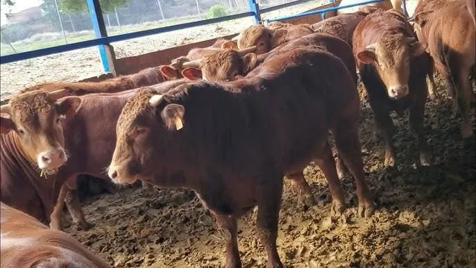 Cow5