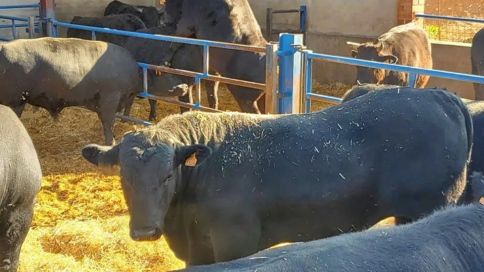 Cow6