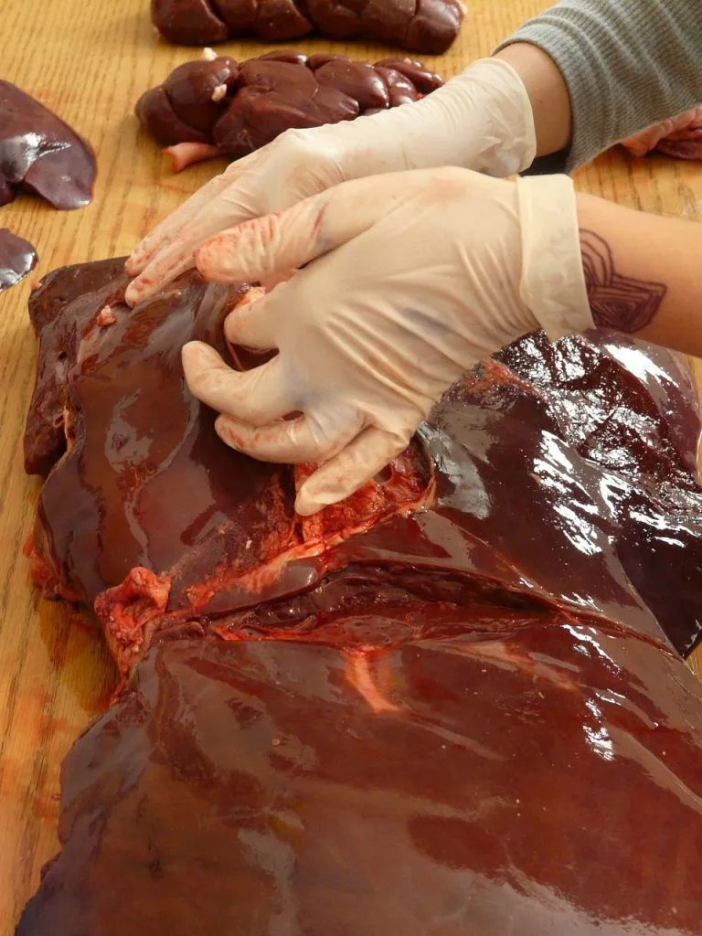 Ox Liver