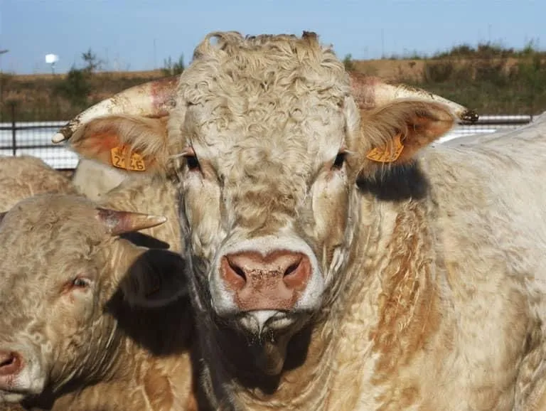 Cow2