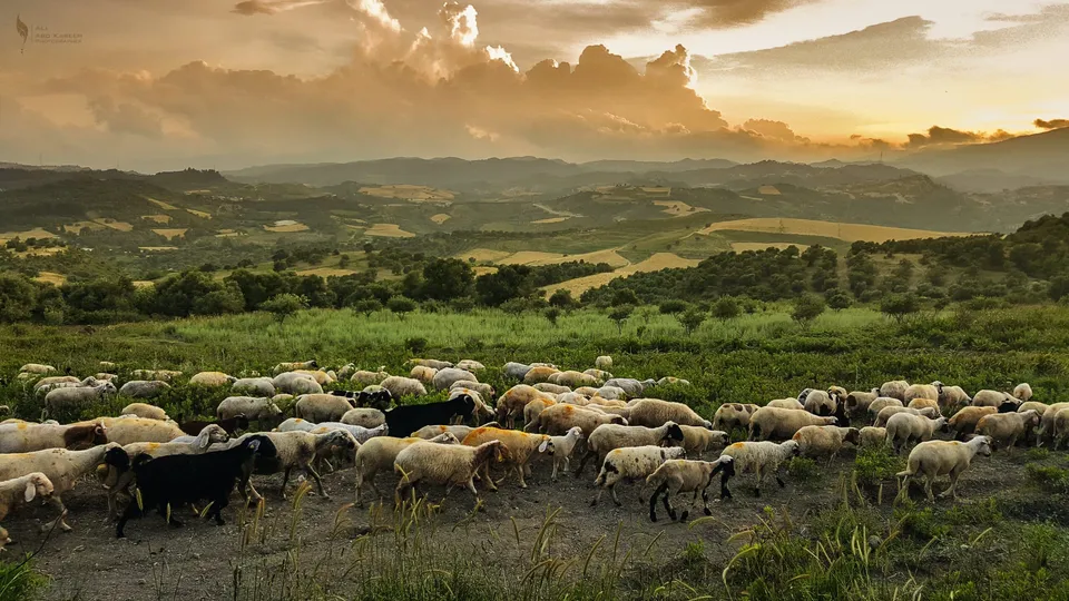 Sheep grazing on a hillside at sunrise