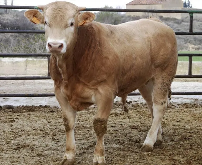 Cow4