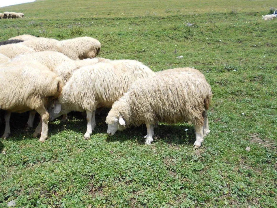 Sheep5