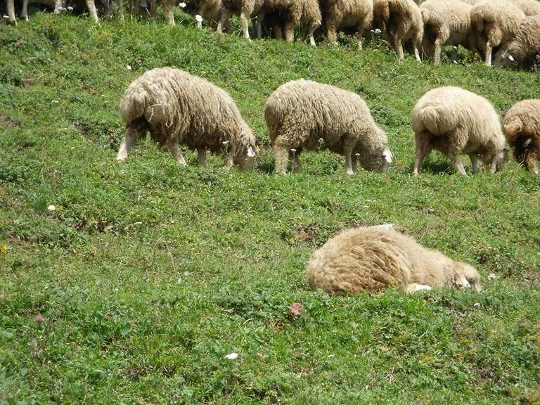 Sheep10