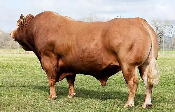 Ox