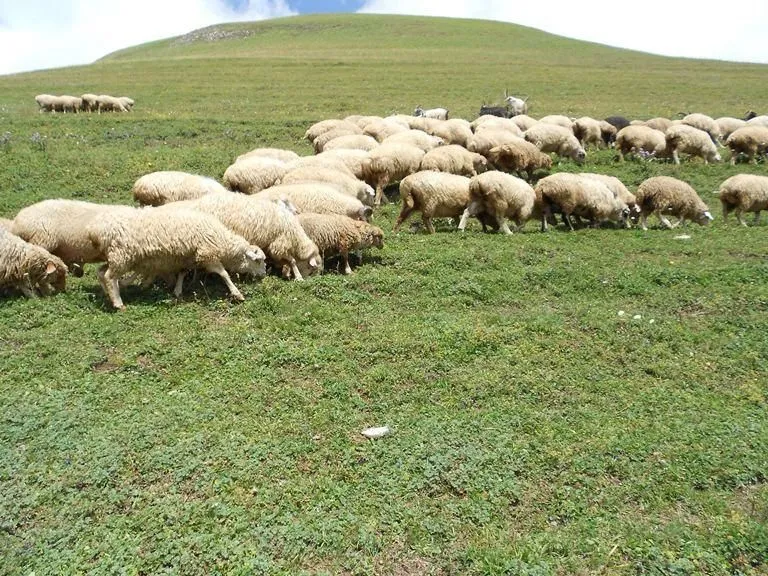 Sheep8