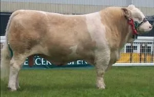 Ox1