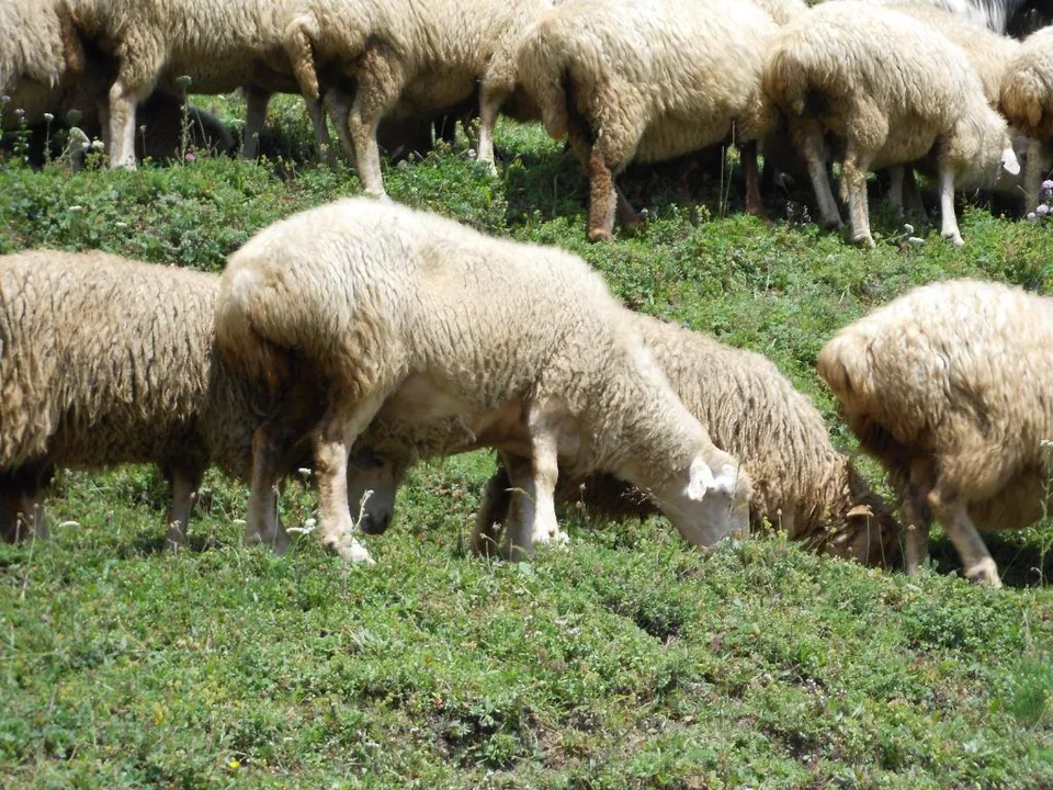 Sheep9