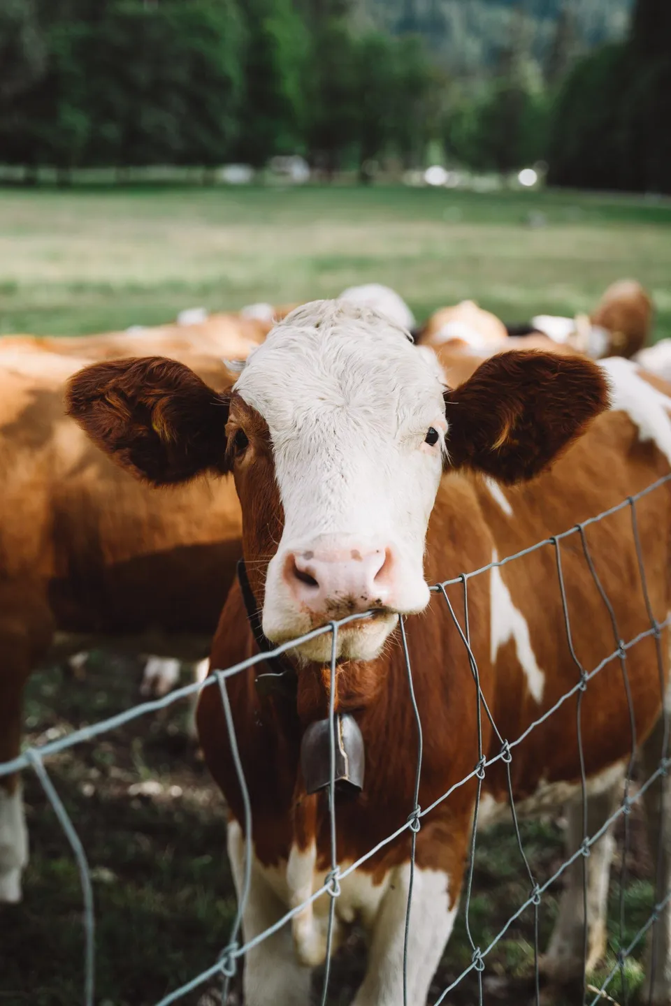 Cow looking over a wire fence