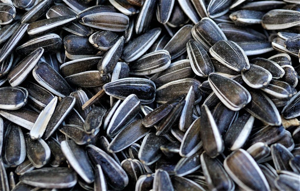 sunflower seeds, seeds, organic-6008772.jpg